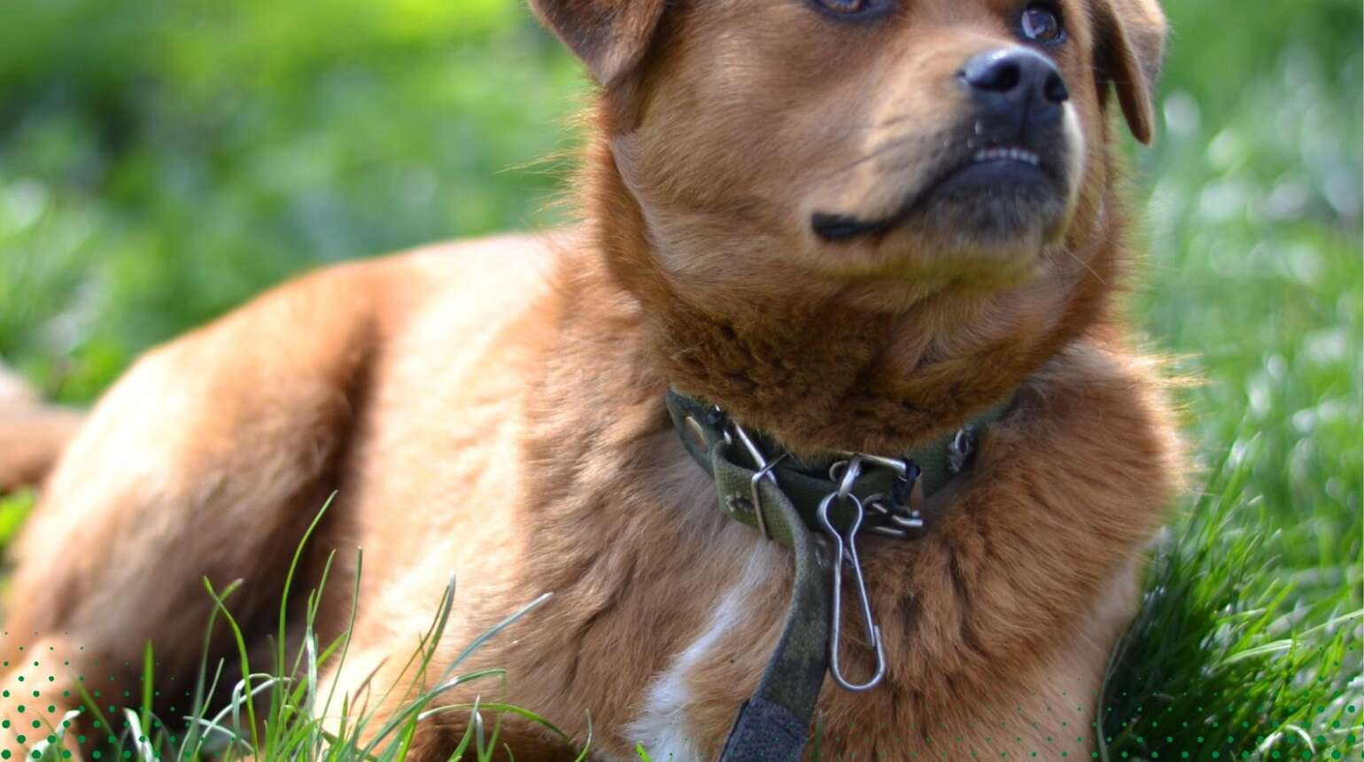 Why Training Often Fails