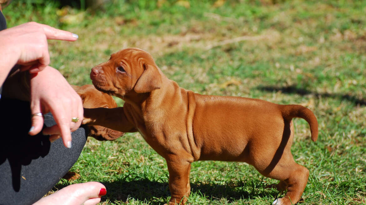 Puppy Classes Liphook