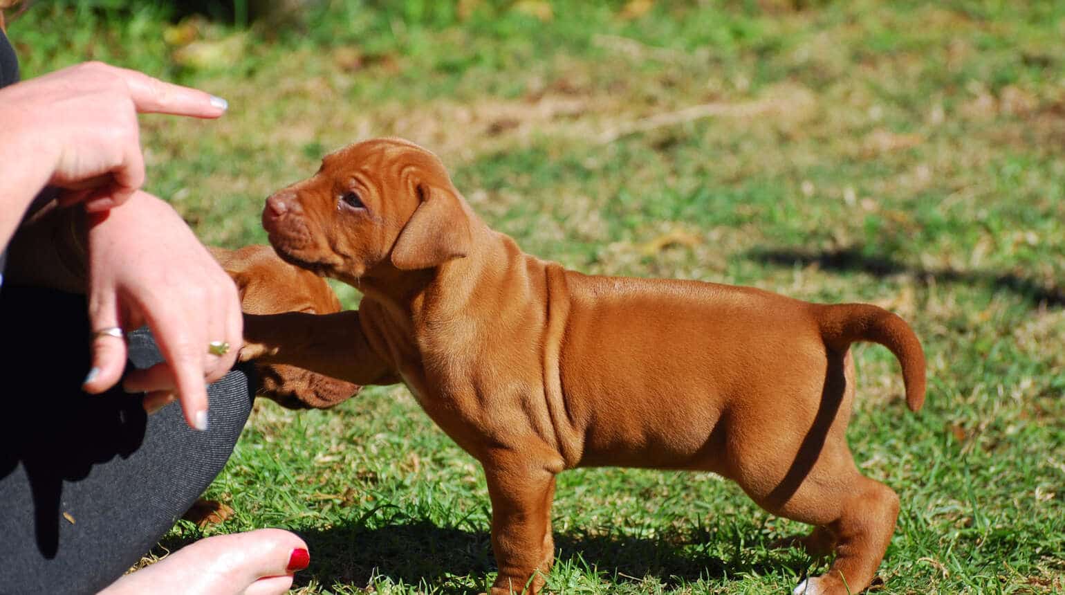 Puppy Classes Liphook