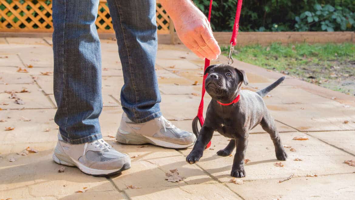 Puppy Classes Hampshire